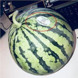 澄海网红吃瓜,揭秘幕后故事与热门话题